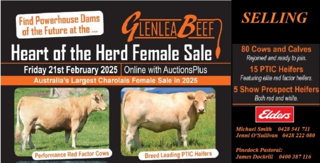 Glenlea Beef “Heart of the Herd” female sale