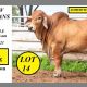 Somerview Red Brahmans Big Country 2025
