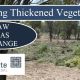 Thinning your vegetation the Law has Change.