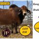 Go to Kangarin Brahmans Brahman Week 2025