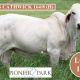 Go to Pioneer Parks Feb all Breeds Females