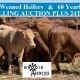 Selling 80 Weaned Heifers & 68 Yearling Heifers