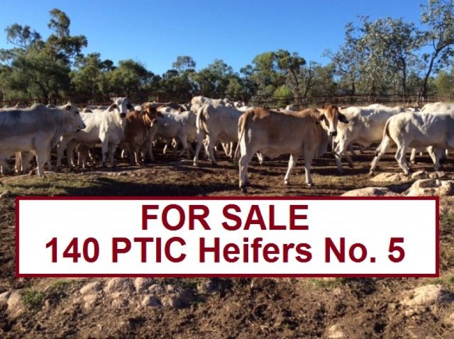 140 PTIC Heifers No. 5