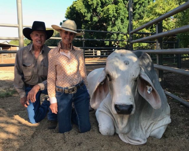 ALL BREEDS AUSTRALIAN  RECORD $325,000 (BRAHMAN)