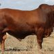 Go to Minlacowie and Wingfield Droughtmasters CQ SALE BULLS 2023