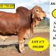 Go to Brahman Week Sale 2024
