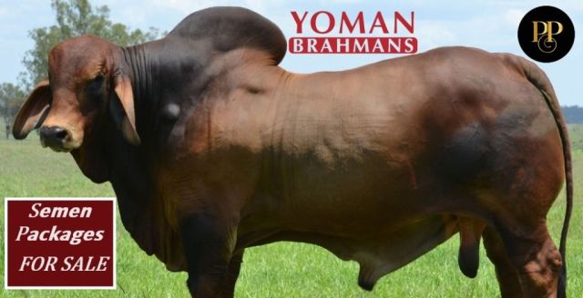 Yoman Brahmans Selling Semen Packages