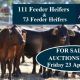 Go to 111 Feeder Heifers & 73 Feeder Heifers FOR SALE