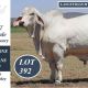 Go to Lancefield M Brahmans Big Country Sale.