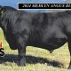 Go to 2024 MEDLYN ANGUS BULL SALE
