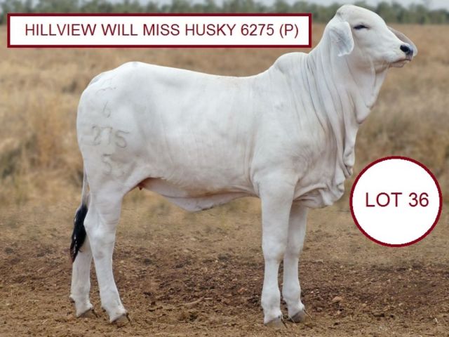 Hillview Brahman Stud.