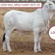 Go to Hillview Brahman Stud.