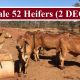 For sale 52 Heifers