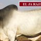 EL JA Brahmans Bulls for Nebo Sale
