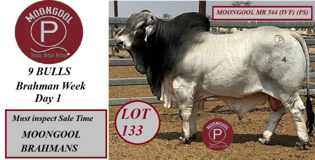 MOONGOOL BRAHMANS RBWS 2024