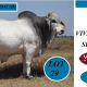 Viva Brahmans Wilangi Sale Bulls