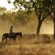 Northern cattle markets soft and under pressure.
