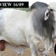 HILLVIEW BRAHMANS (FEB ALL BREEDS SALE BULLS)