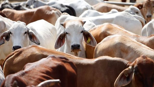 LIVE EXPORT  (5 ORDERS)