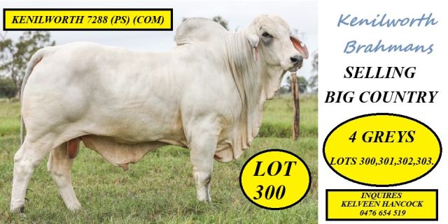 Kenilworth Brahmans Sale Team 2026