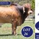 Lancefield M Brahmans Big Country 2026