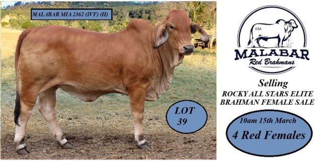 Malabar Red Brahmans Rocky All Stars Sale.