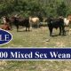 1,800 Mixed Sex Weaners (FOR SALE)
