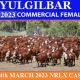 Yulgilbar  Commercial female Sale 2023
