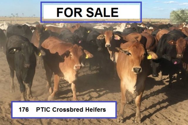 CATTLE FOR SALE ( BRODIE AGENCIES )