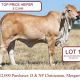 Brahman Congress Female Sale
