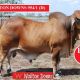 Go to Wallton Downs Feb all Breeds Draft
