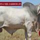 Arizona Brahmans