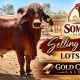Somerview Red Brahmans Gold City Sale