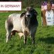 Go to Our Brahman Friends In Germany