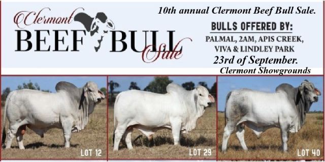 10th annual Clermont Beef Bull Sale.