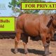 Go to FOR PRIVATE SALE