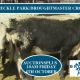 Go to 136 VGQ SPECKLE PARK/DROUGHTMASTER CROSS STEERS