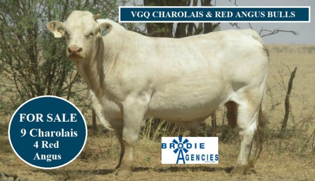 VGQ CHAROLAIS & RED ANGUS BULLS