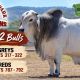 Carrinyah Park Brahmans RBWS Bulls 2026.