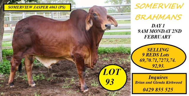 Somerview Red Brahmans Big Country 2026