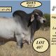Gipsy Plains Brahmans 2025 (RBWS)