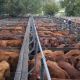 Go to 30-year high annual average cattle prices 2015