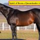 Spirit of Boom a Queenslander with national image