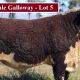 Amos-Vale Hereford Stud Bull Sale 2020
