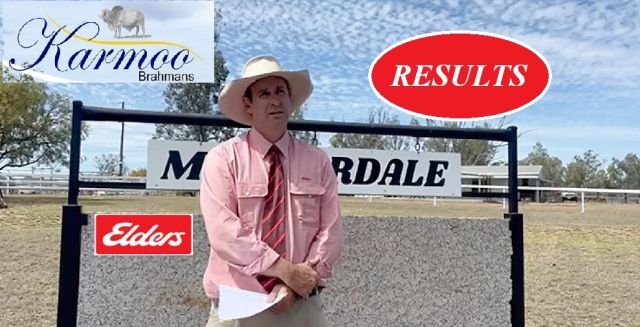 Karmoo Bull Sale Marmordale Clermont 2025