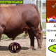 Parawanga Droughtmaster Stud (CQ SALE )