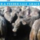 Go to GRACEMERE WEANER & FEEDER SALE 5th JUNE 2019