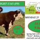Truro Hereford Spring Sale