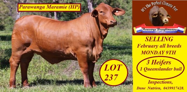 Parawanga Droughtmaster Stud