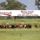 Glenwarrah Herefords  BULL SALE
